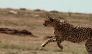 世界上跑得最快的三种动物是什么